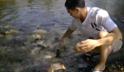 Bầy cá trê rỉa thịt gà còn trơ xương trong phút chốc